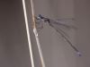 Lestes virens - male - img_7080