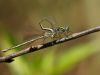 Lestes virens - praekopula