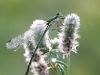 Lestes virens