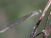 Sympecma paedisca - female I