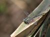 Gomphus - schneiderii - male