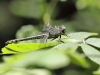 Gomphus schneiderii - female imago