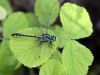 Gomphus - schneiderii - male