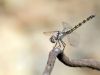 Trithemis festiva - female _IMG_0687