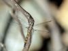 Trithemis festiva - female _IMG_0689