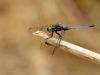 Orthetrum coerulescens ssp. anceps - male _IMG_1500