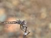 Selysiothemis nigra - female _ IMG_2134