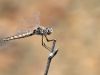 Selysiothemis nigra - female _IMG_2137