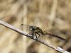 Orthetrum coerulescens ssp. anceps - male IMG_2335