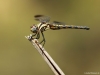 Trithemis festiva - female _ IMG_2574