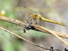 Orthetrum coerulescens ssp. anceps - female IMG_4755