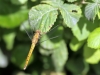 Orthetrum coerulescens ssp. anceps - female IMG_4759