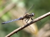 Orthetrum coerulescens ssp. anceps - male IMG_4793