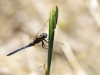 Orthetrum coerulescens ssp. anceps - male IMG_4819