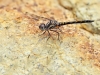 Trithemis festiva - male - IMG_5309