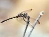 Trithemis festiva - male IMG_5551