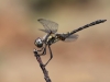 Trithemis festiva - male _IMG_077