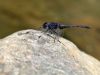 Trithemis festiva - male _IMG_