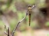 Orthetrum coerulescens ssp. anceps - female _IMG_09